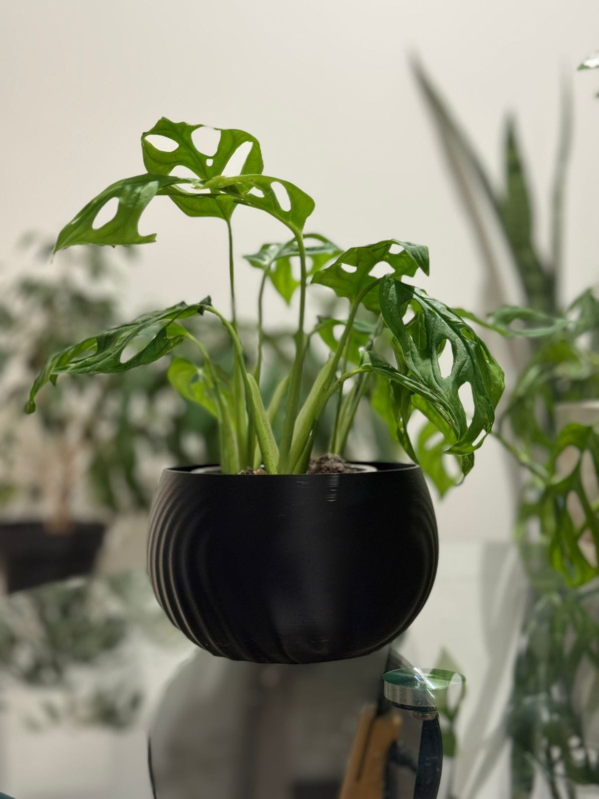 Para plantas